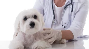 At-home veterinary care