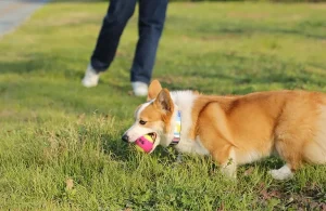 Benefits of Custom Dog Products