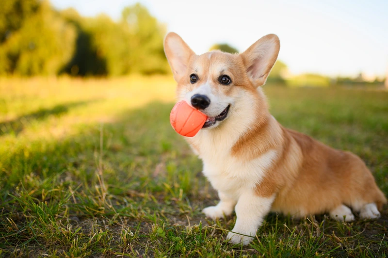 Benefits of Custom Dog Products for Outdoor Gatherings